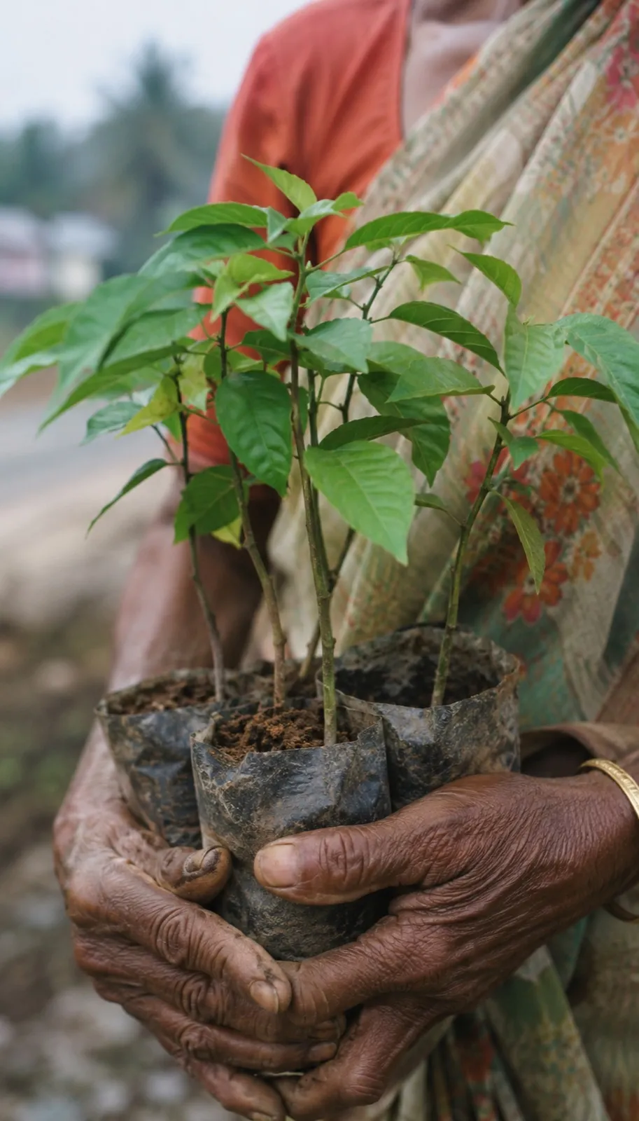 Weathered hands holding potted tree saplings ready for planting